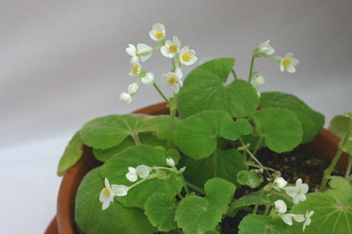 B. geranioides